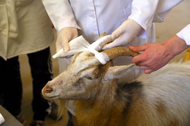 "Ремонтують" роги козі у Мукачівському аграрному коледжі